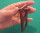 *** Finger-Pranger - lwieder da
