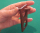 *** Finger-Pranger