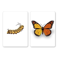 *** Wild Card  - Schmetterlinge